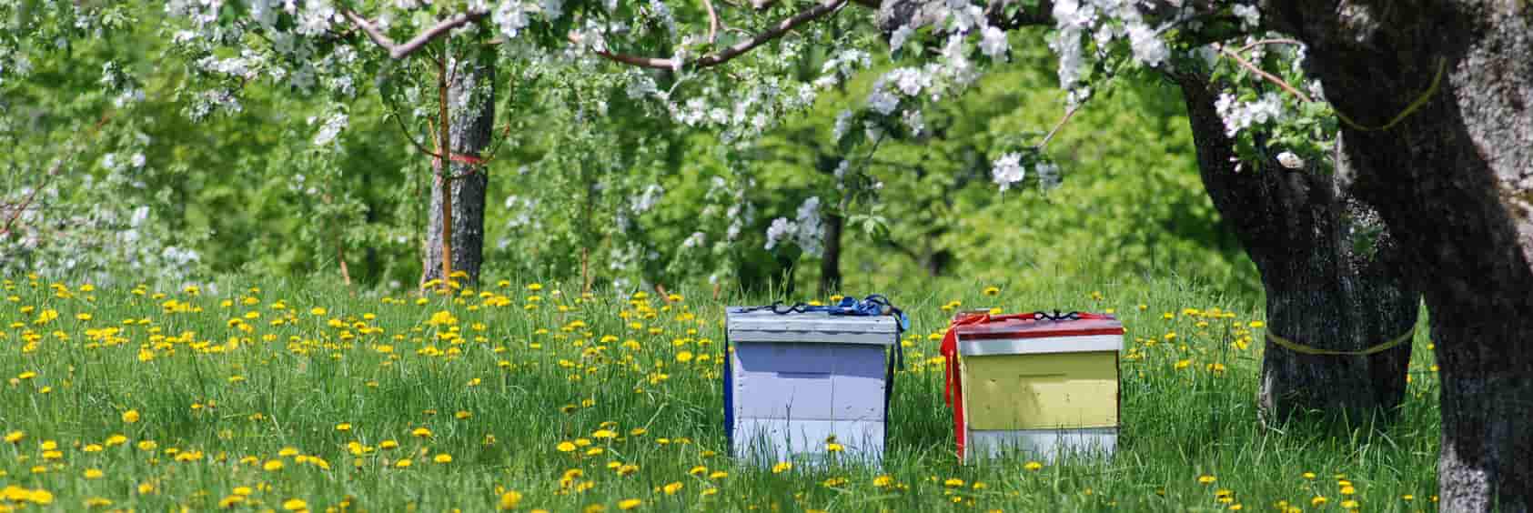 Bestäubung Obstbäume Landwirtschaft