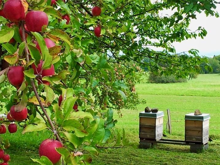 Streuobstwiese Bestäubung Bienen Ertrag