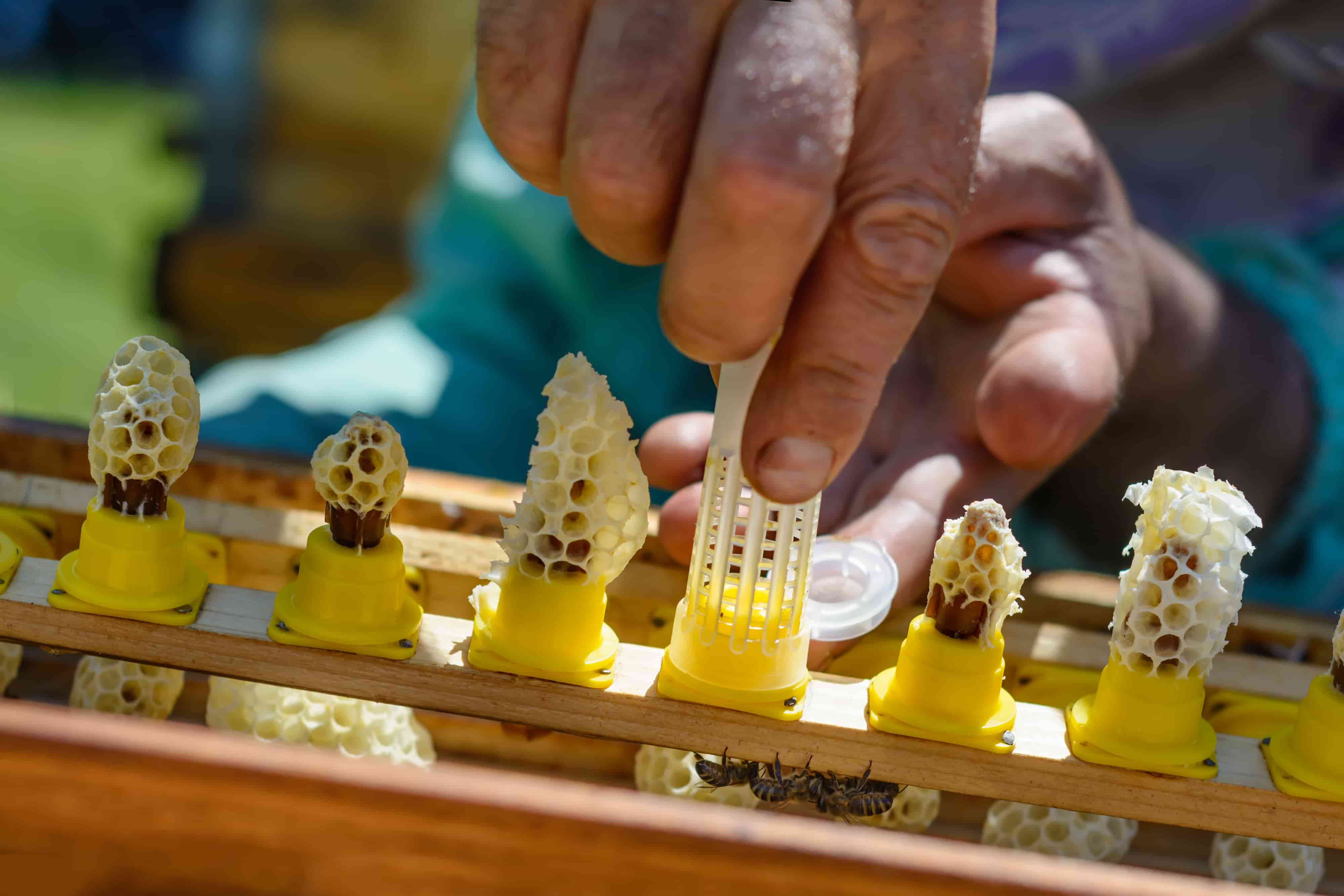 Bienenkönigin käfigen Geburt Weiselzelle