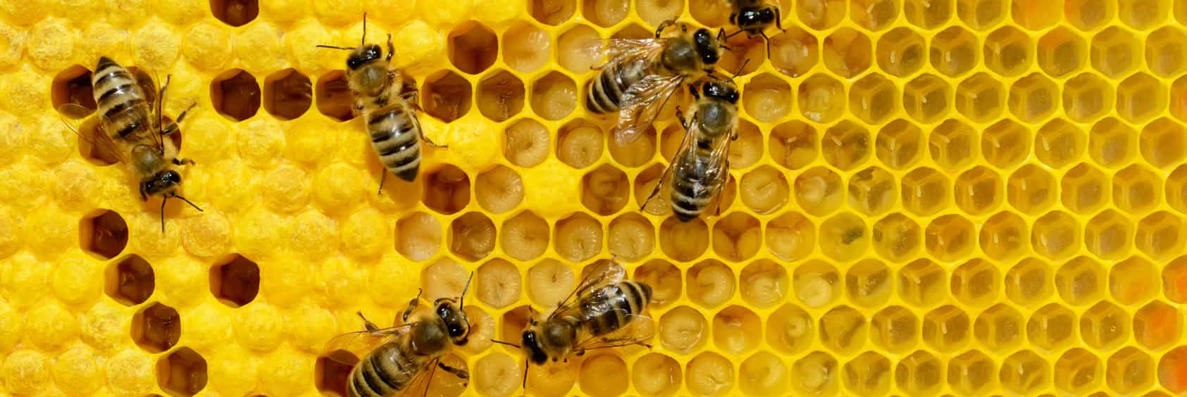 Bienenzucht Brutwabe