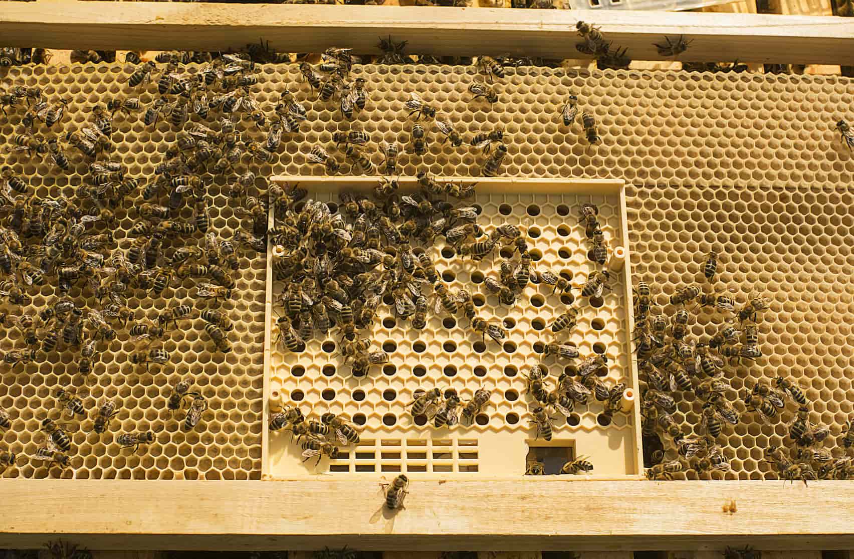 Bienenzucht Pflegevolk Nicot Zuchtkassette