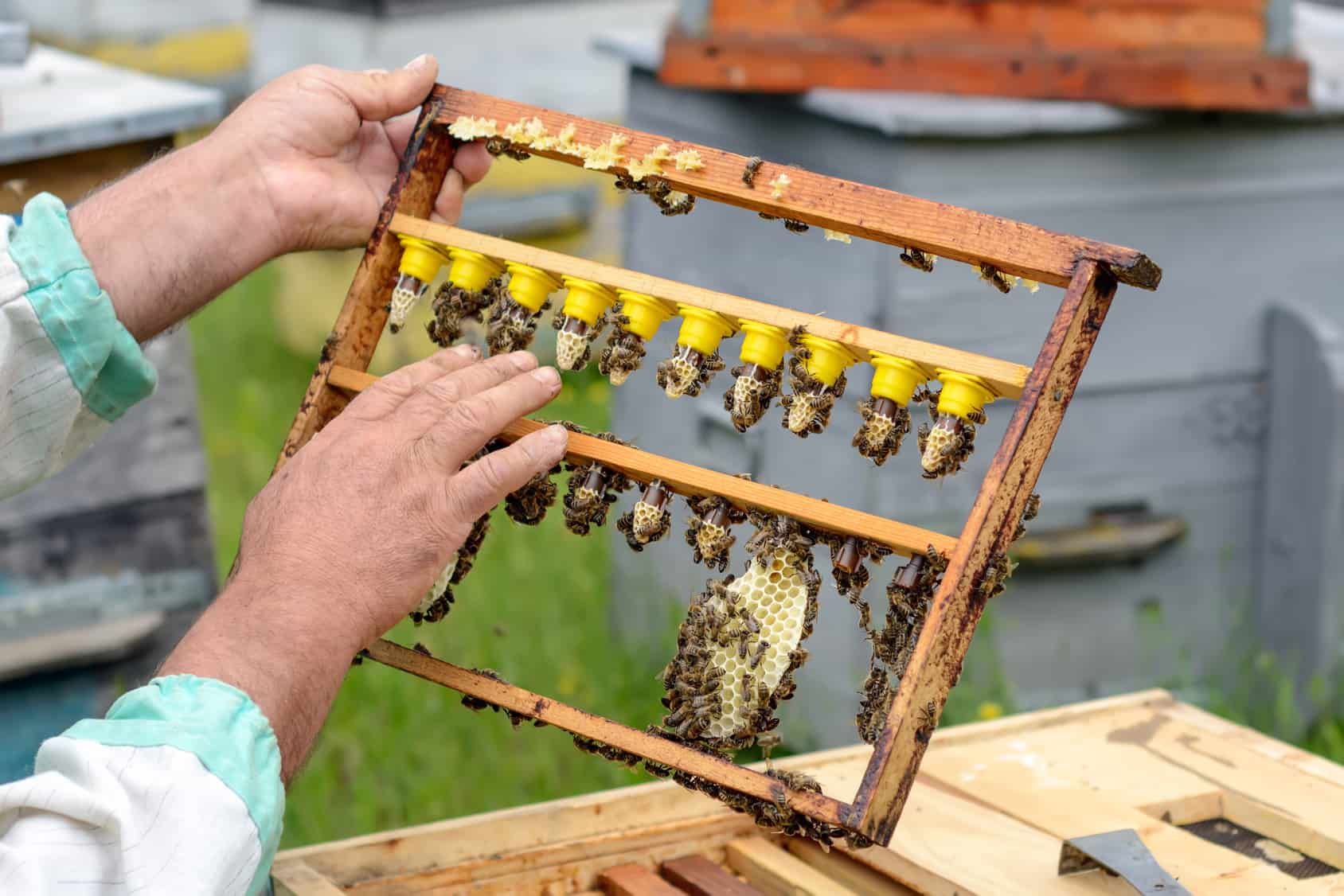 Bienenzucht Zuchtrahmen Nicot Weiselzellen